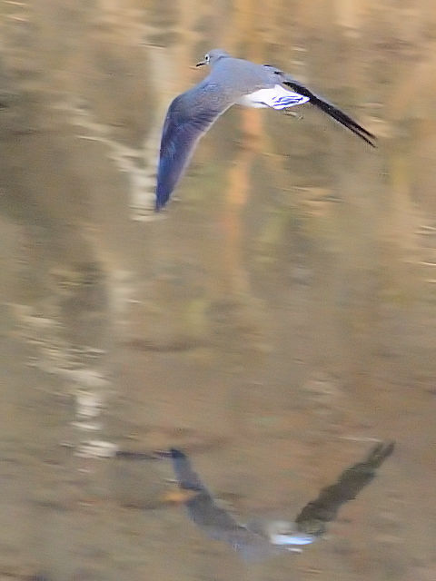 E NTVM@@J@s@2011/12/21@Photo by Kohyuh