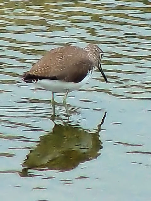 C NTVM@@ @ꌧ@2009/01/23@Photo by Kohyuh