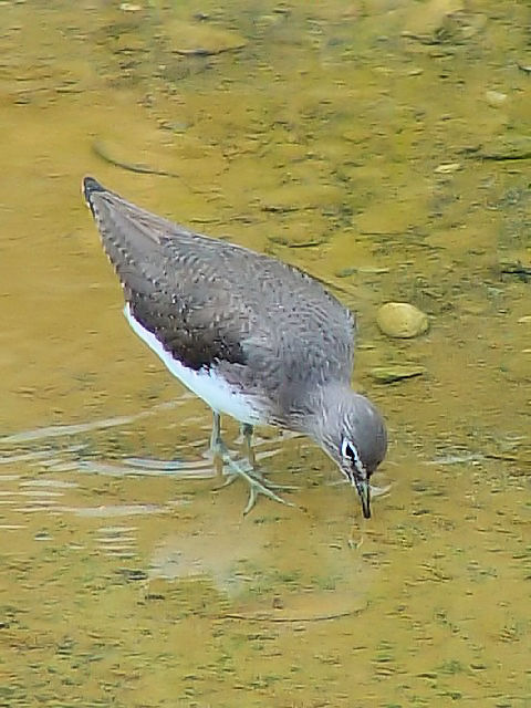 B NTVM@@ @ꌧ@2009/01/23@Photo by Kohyuh