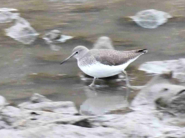 クサシギ 大谷川 八幡市 2016/01/23 Photo by Kawashima クサシギ 大谷川 八幡市 2016/01/23 Photo by Kawashima