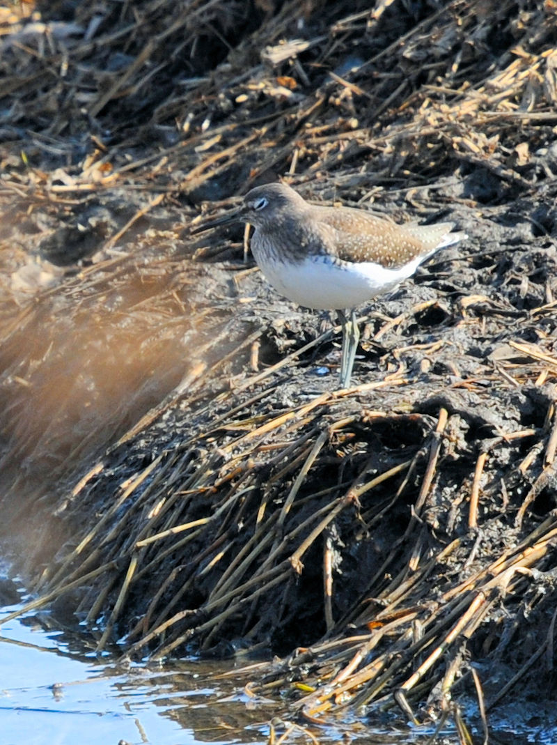 NTVM@@s@J@023/01/08@Photo by Kohyuh