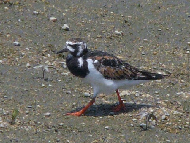 @ LEWVM@ĉH@썶݁@s@2008/05/16@Photo by Takase