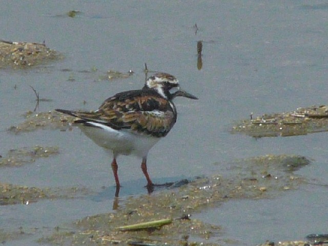 A LEWVM@ĉH@썶݁@s@2008/05/16@Photo by Takase