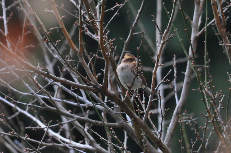 ミヤマホオジロ （４態-3）