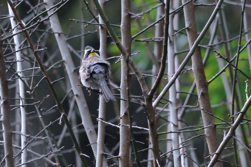 ミヤマホオジロ （４態-4）
