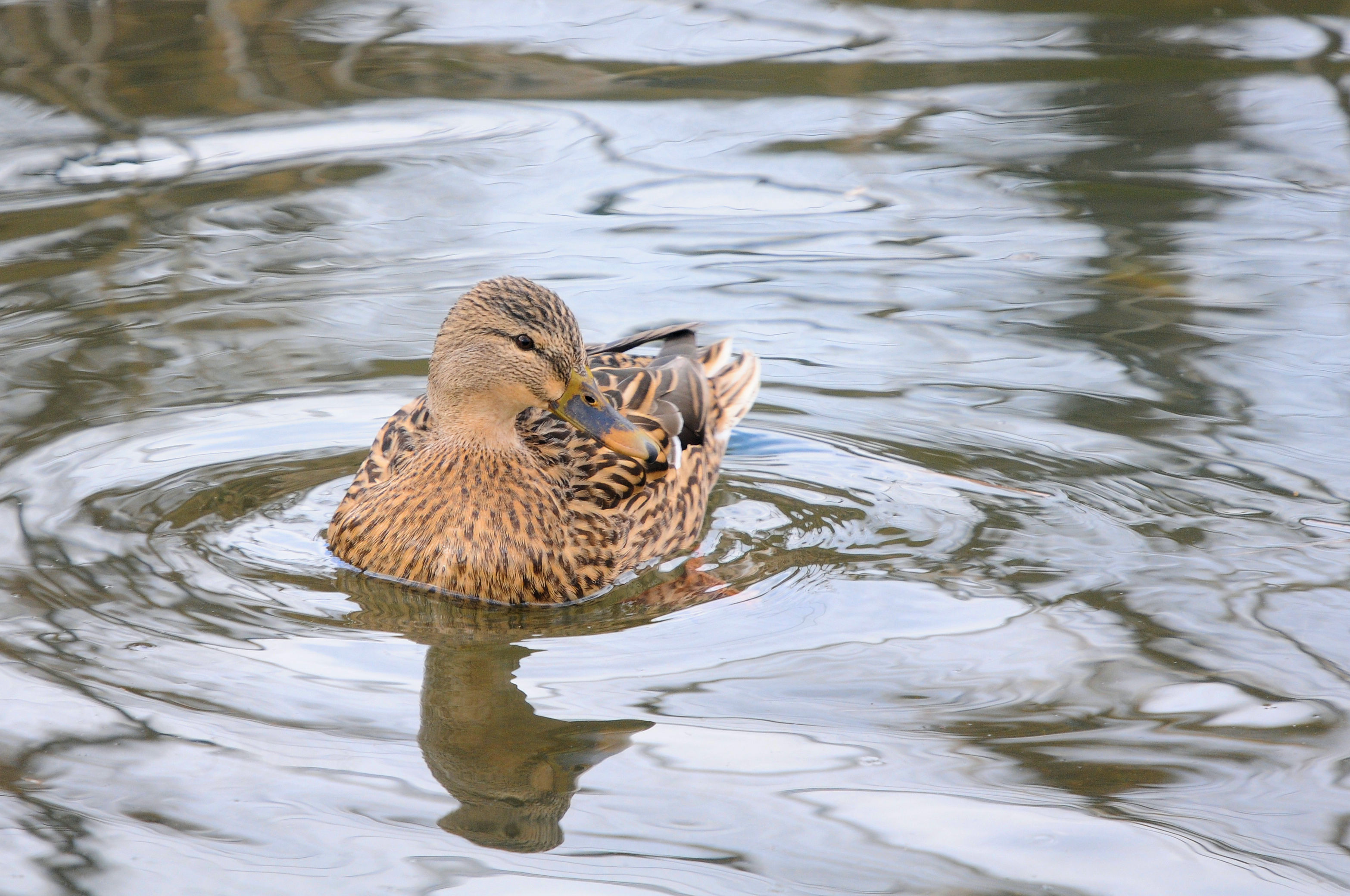 マガモ（３態）　大谷川　八幡市　2023/01/30　Photo by Kohyuh