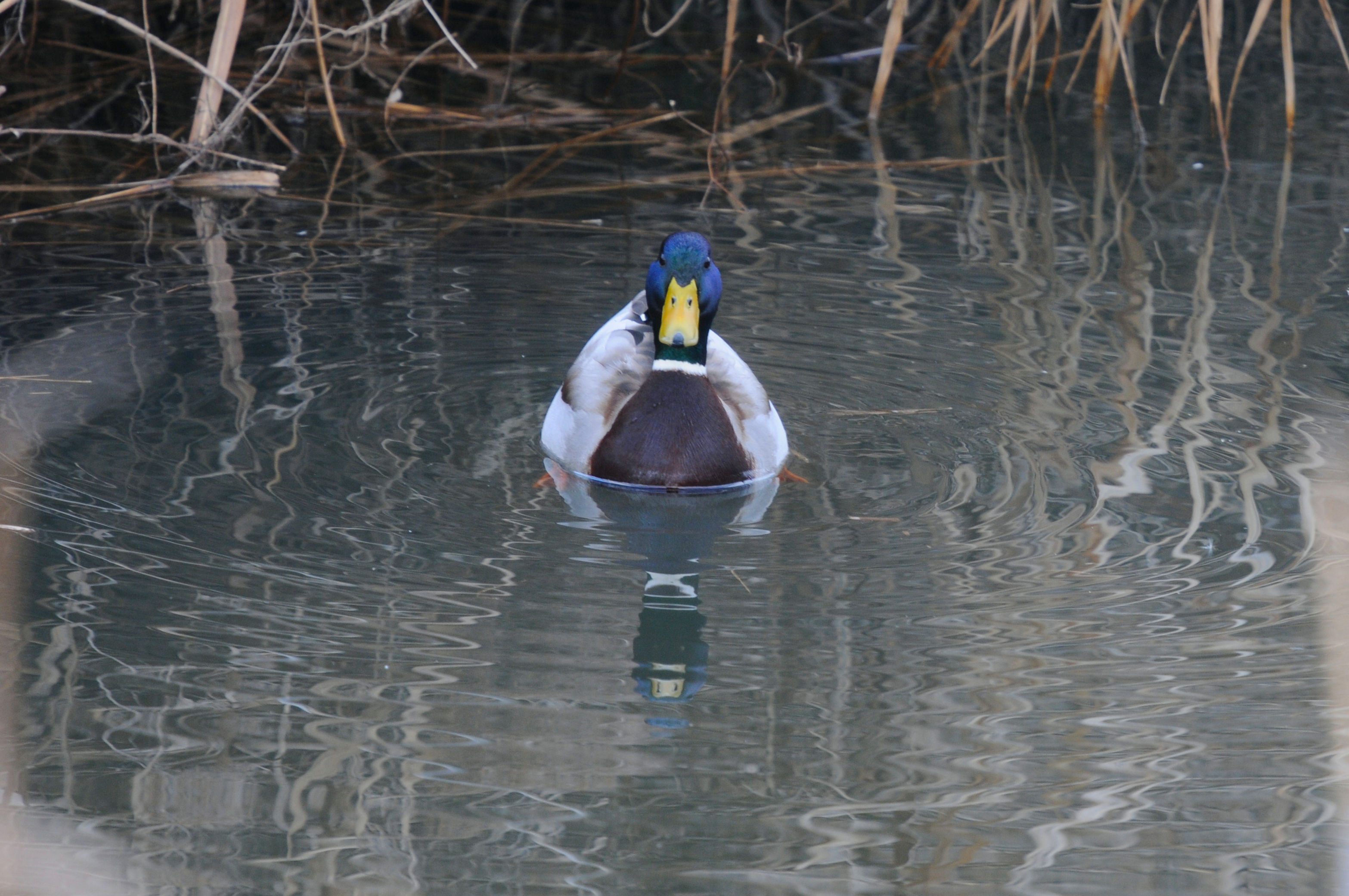 マガモ（３態）　大谷川　八幡市　2023/01/30　Photo by Kohyuh