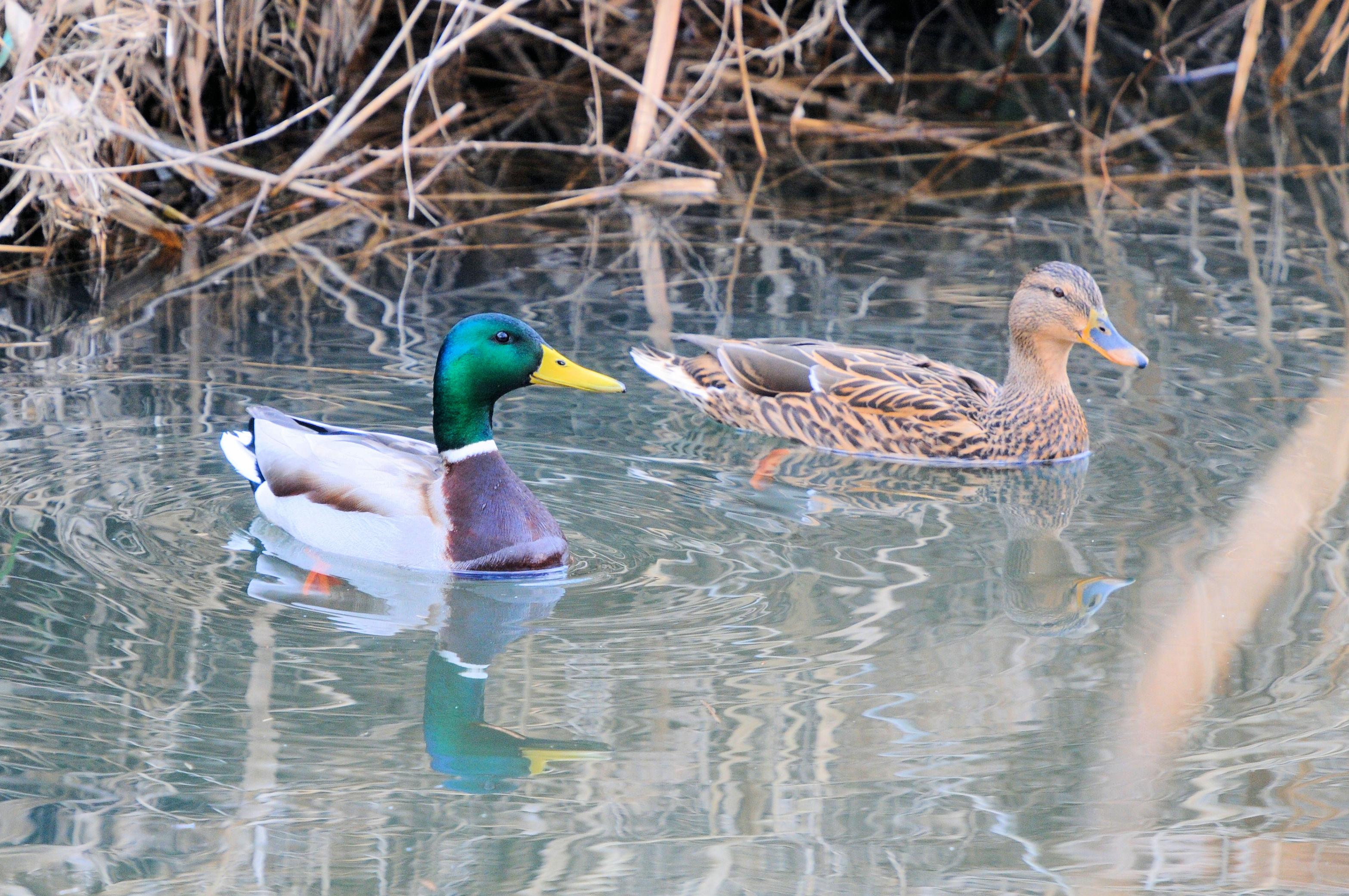 マガモ（３態）　大谷川　八幡市　2023/01/30　Photo by Kohyuh