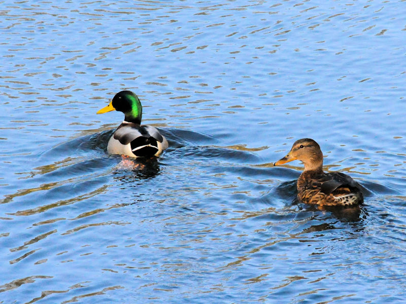 }KY@j@s@2018/11/10@Photo by Kohyuh