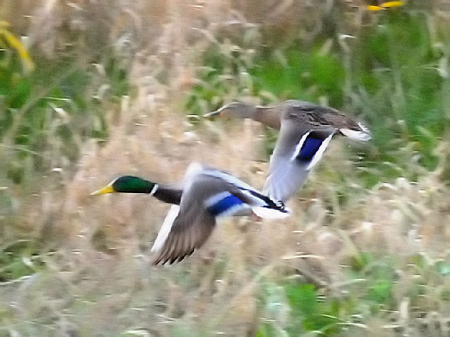 B }K @@h@s@2010/12/05@Photo by Kohyuh