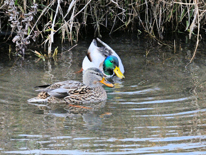 鴨川の野鳥たち（１５態-10）　鴨川　京都市　2017/01/04　Photo by Kohyuh　（写真提供：　好酉）