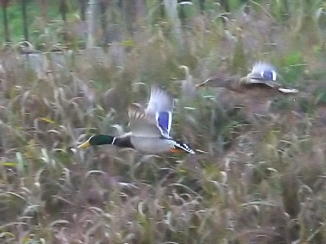 C }K @@h@s@2010/12/05@Photo by Kohyuh