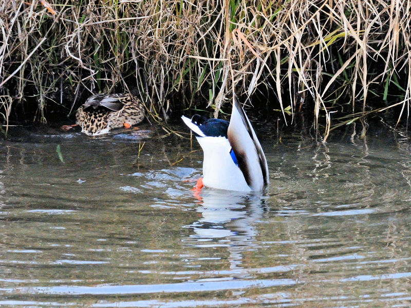 鴨川の野鳥たち（１５態-11）　鴨川　京都市　2017/01/04　Photo by Kohyuh　（写真提供：　好酉）