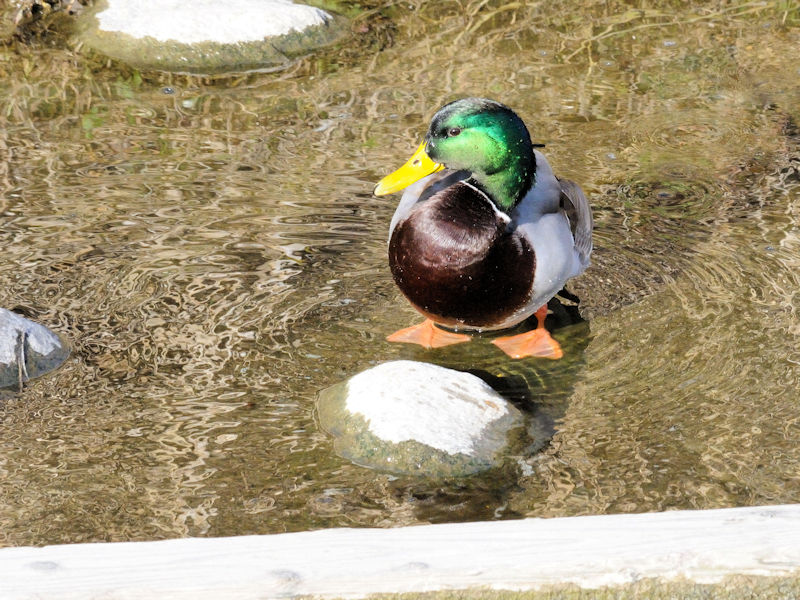 }KiQ-2j  D@s 2018/01/03@Photo by Kohyuh