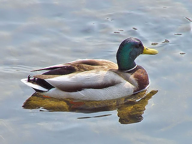 @ }K@ss@O勴߂̊@2007/04/12@Photo by Kohyuh