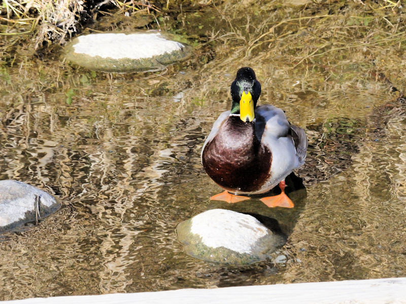 }KiQ-3j  D@s 2018/01/03@Photo by Kohyuh