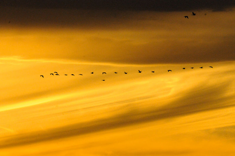 「マガンの塒（ねぐら）入り」　陽が陰り始めると、幾つもの群れが次から次に伊豆沼に帰って来る。一つの群れを構成しているのは家族と一族郎党たちであろう。行動を共にする気心が知れた仲間である。