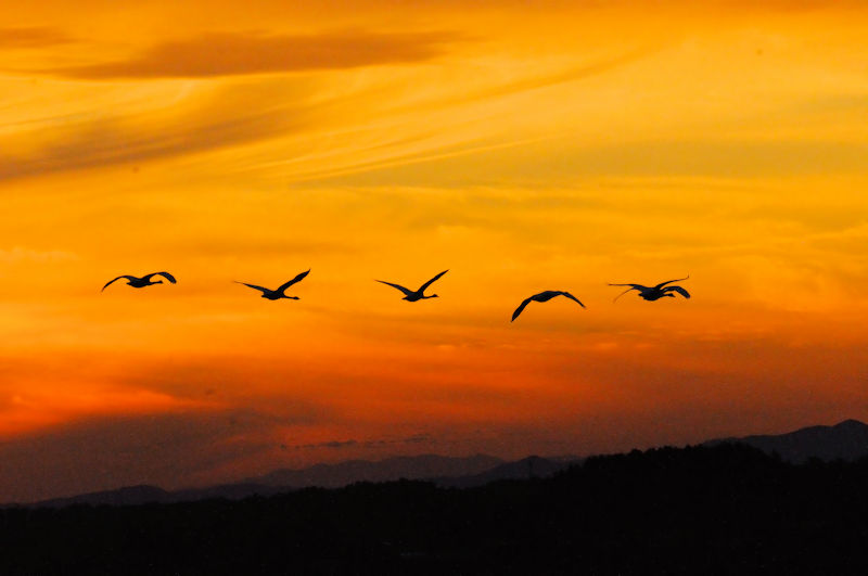 この集団は家族であろう。ツルの場合は先頭が父親であり、中央は子供たちであり、殿（しんがり）を務めるのは母親である。恐らくマガンも同じだろう。