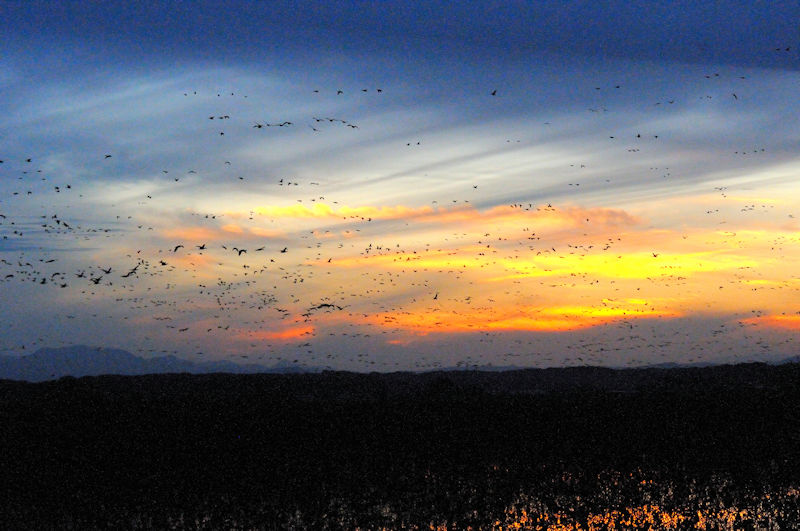 彼等は伊豆沼に到着したからといって直ちには着水しない。上空を旋回しながら、お互いの無事を確認あって、集団飛行を楽しんでいるようだ。