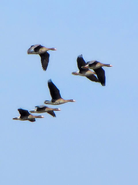 A }K̃t@~[@@s@䌧@2010/02/21@Photo by Kohyuh