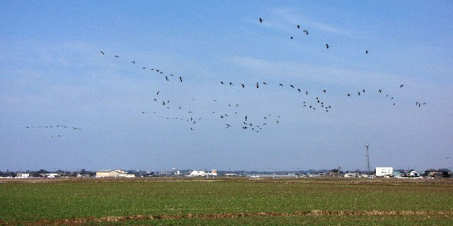 D šQ@s@䌧@2010/02/21@Photo by Kohyuh