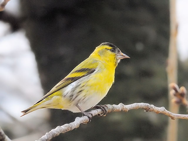 C }q @@s@@2011/03/15@ Photo by Kohyuh