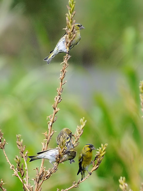 ① マヒワ　成鳥　淀川河川公園　三島江　2012/10/02　Photo by Kohyuh