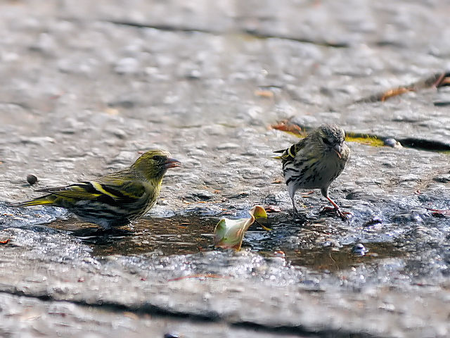 ③ マヒワ ♂♀　成鳥　大阪城公園　大阪市　2013/01/23　Photo by Kohyuh