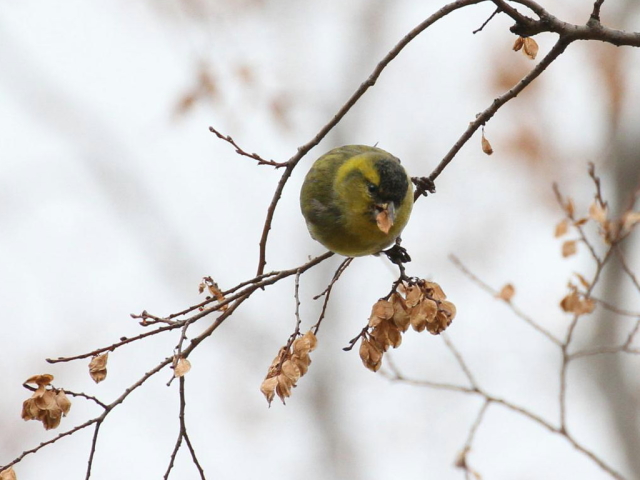 ① マヒワ ♂　成鳥　服部緑地　豊中市　2012/12/18　Photo by Manda　（写真提供：　萬田）