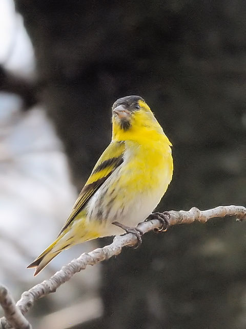 D }q @@s@@2011/03/15@ Photo by Kohyuh