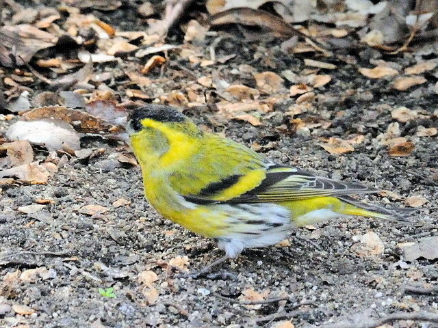 E }q @@s@@2011/03/15@ Photo by Kohyuh