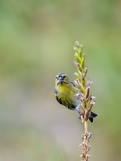 ③ マヒワ ♂　成鳥　淀川河川公園　三島江　2012/10/02　Photo by Kohyuh