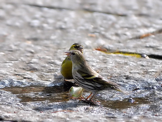 ④ マヒワ ♀♂　成鳥　大阪城公園　大阪市　2013/01/23　Photo by Kohyuh