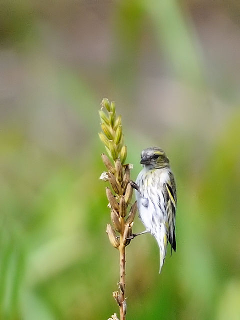 ④ マヒワ ♀　成鳥　淀川河川公園　三島江　2012/10/02　Photo by Kohyuh