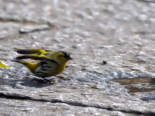 ⑤ マヒワ ♂　成鳥　大阪城公園　大阪市　2013/01/23　Photo by Kohyuh