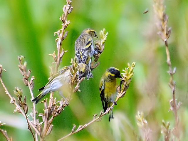 ② マヒワ　成鳥　淀川河川公園　三島江　2012/10/02　Photo by Kohyuh