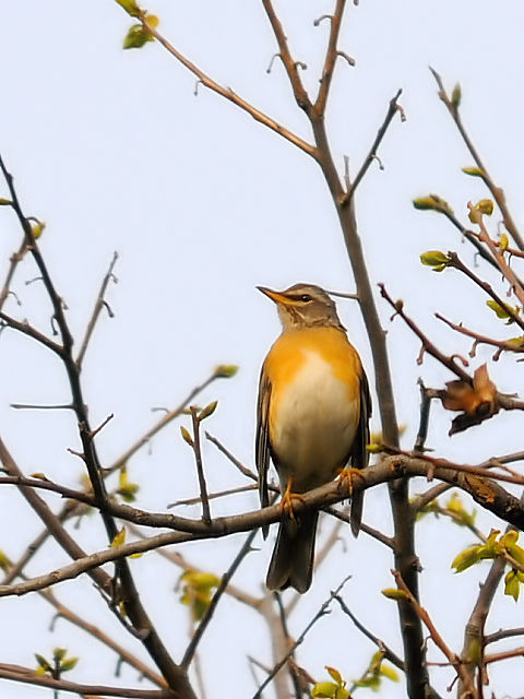 ① マミチャジナイ ♀　成鳥　井芹川　熊本県　2012/04/08　Photo by Kohyuh