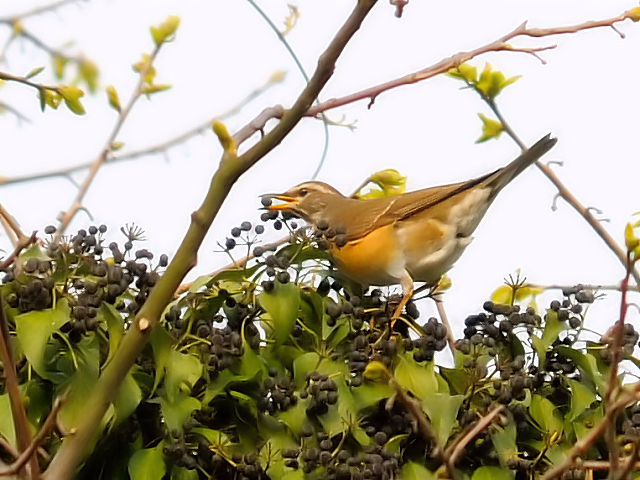 ② マミチャジナイ ♀　成鳥　井芹川　熊本県　2012/04/08　Photo by Kohyuh
