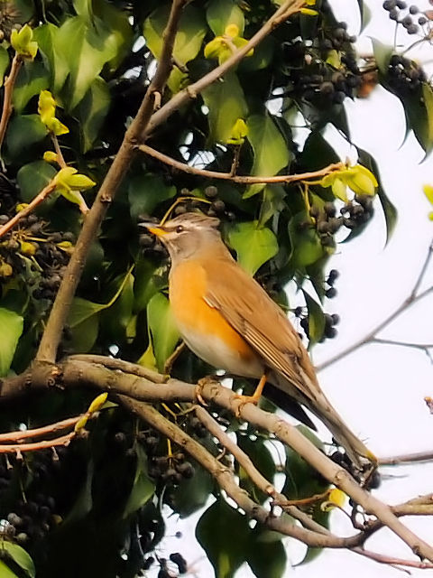 ③ マミチャジナイ ♀　成鳥　井芹川　熊本県　2012/04/08　Photo by Kohyuh