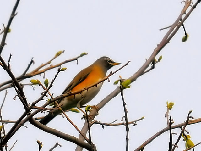 ④ マミチャジナイ ♂　成鳥　井芹川　熊本県　2012/04/08　Photo by Kohyuh