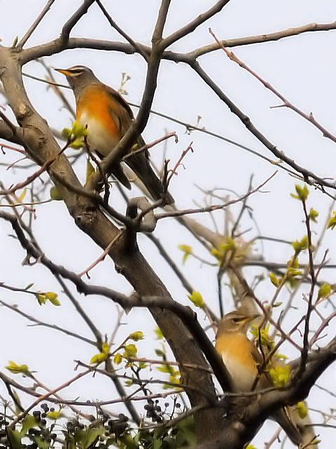 ⑤ マミチャジナイ ♀♂　成鳥　井芹川　熊本県　2012/04/08　Photo by Kohyuh