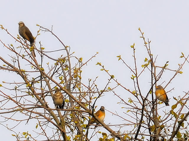 ⑥ マミチャジナイ、ツグミ、ヒヨドリたちと一緒　井芹川　熊本県　2012/04/08　Photo by Kohyuh