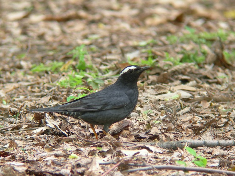 @ }~W @@ĉH@@2008/05/12@Photo by Takayama
