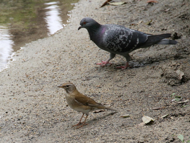 ʐ^-20140416@}~`WiC iT-1j@@iʐ^񋟁F@ݓcj