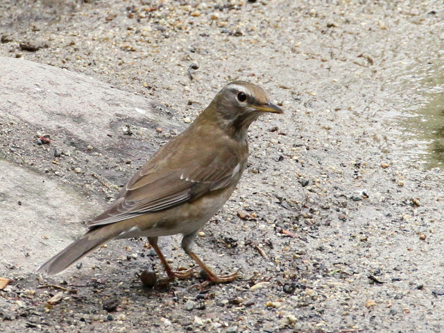 ʐ^-20140416@}~`WiC iT-2j@@iʐ^񋟁F@ݓcj