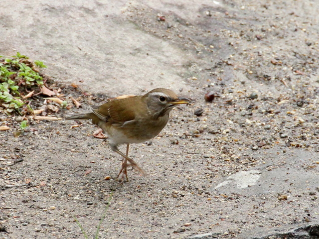 ʐ^-20140416@}~`WiC iT-3j@@iʐ^񋟁F@ݓcj