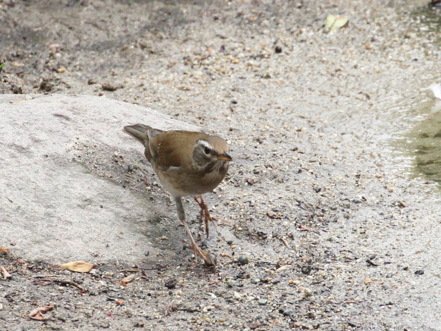 ʐ^-20140416@}~`WiC iT-4j@@iʐ^񋟁F@ݓcj