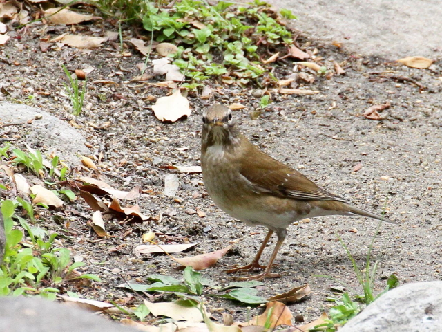 ʐ^-20140416@}~`WiC iT-5j@@iʐ^񋟁F@ݓcj