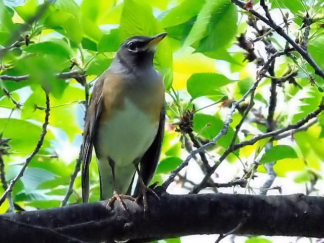 C }~`WiC @@s@w@2010/04/26@Photo by Kohyuh