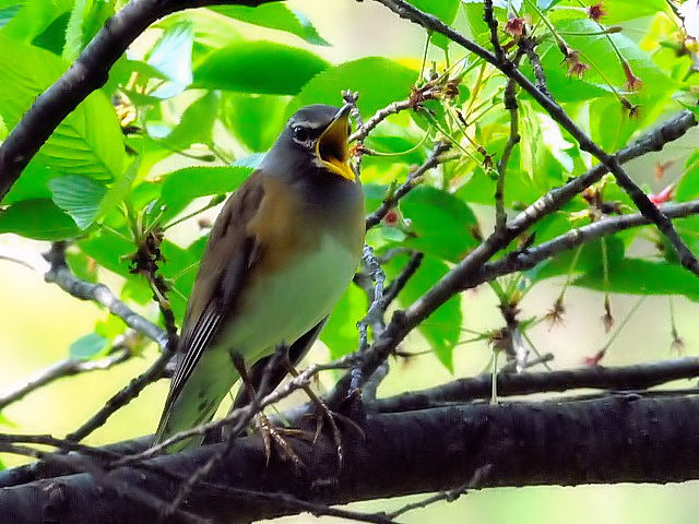 D }~`WiC @@s@w@2010/04/26@Photo by Kohyuh